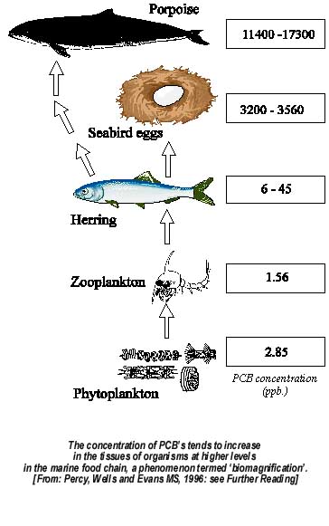 biomagnification.jpg (31866 bytes)