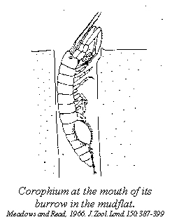 corophium side view.jpg (27568 bytes)