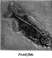 fosil fish.jpg (20902 bytes)
