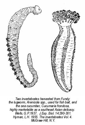 lugworm cucumber.jpg (28246 bytes)