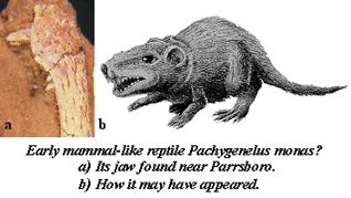 pachygenelus.jpg (28938 bytes)