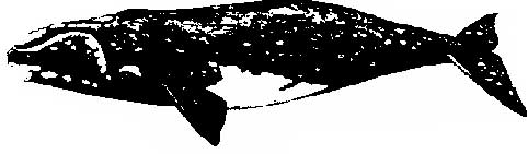 right whale.jpg (14485 bytes)