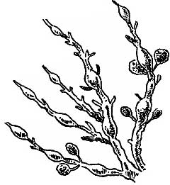 rockweed.jpg (14705 bytes)