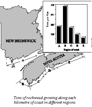 rockweed abundance.jpg (19970 bytes)