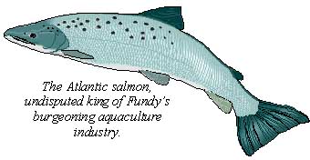 salmon.jpg (14213 bytes)