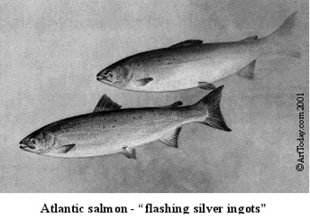 salmon adult.jpg (34473 bytes)