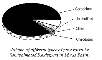 sandpiper prey.jpg (25851 bytes)