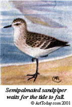 sem sandpiper.jpg (21399 bytes)