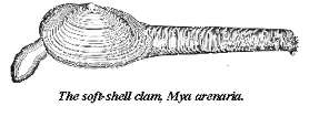 soft shell clam.GIF (7701 bytes)