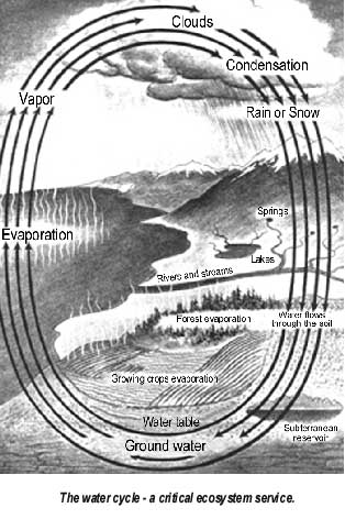 water cycle.jpg (35754 bytes)