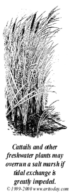 cattails.gif (36017 bytes)