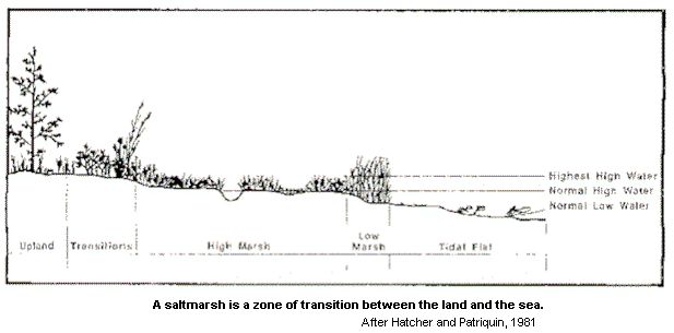 salt marshes cast