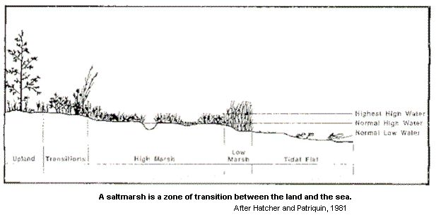 salt marsh profile.jpg (28072 bytes)