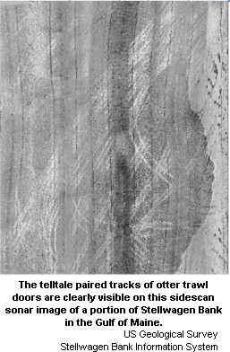 trawl tracks.jpg (44356 bytes)