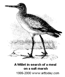 willet.gif (8399 bytes)