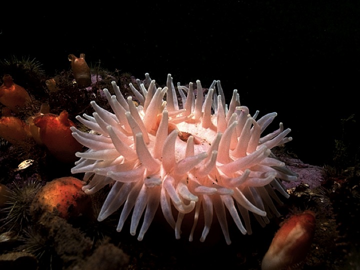 Urticina crassicornis | photo by Michael Strong & Maria Buzeta